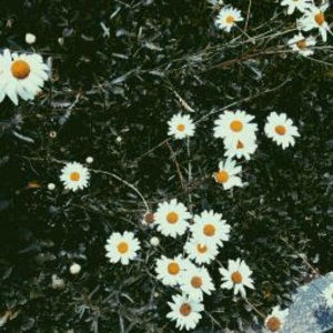 Meet your Posher, Anaelle